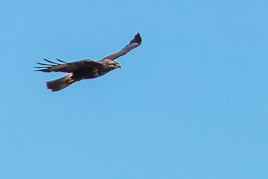 Bussard im Flug