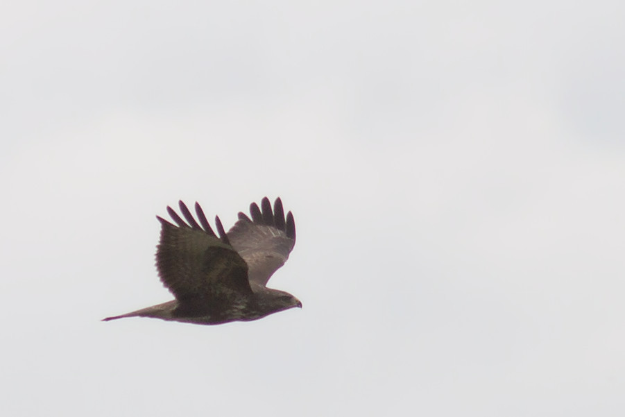 Bussard im Flug