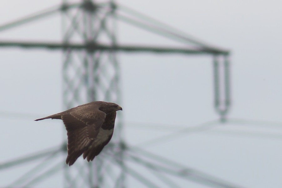 Bussard im Flug