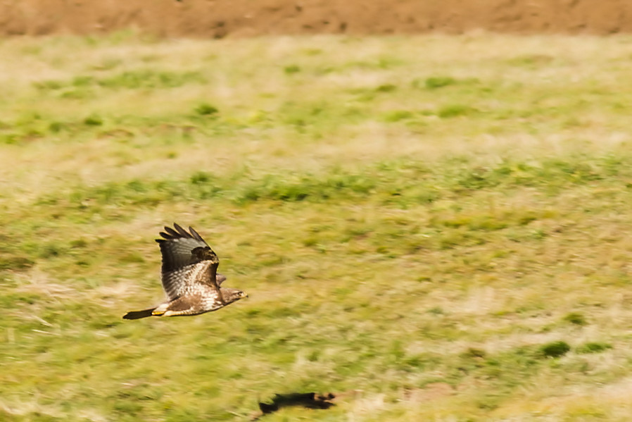 Bussard im Flug