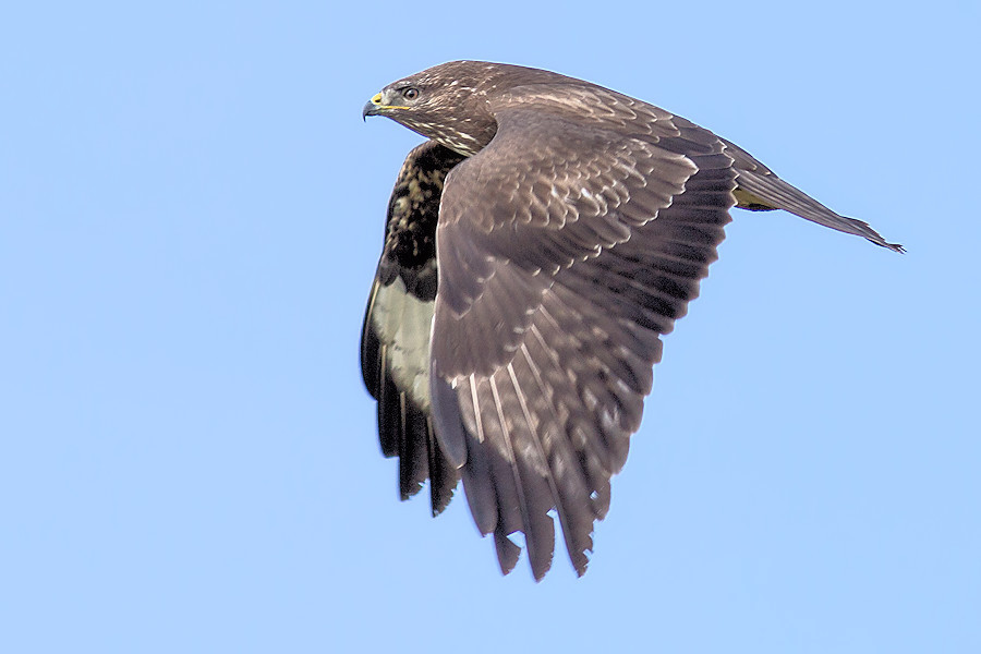 Bussard im Flug