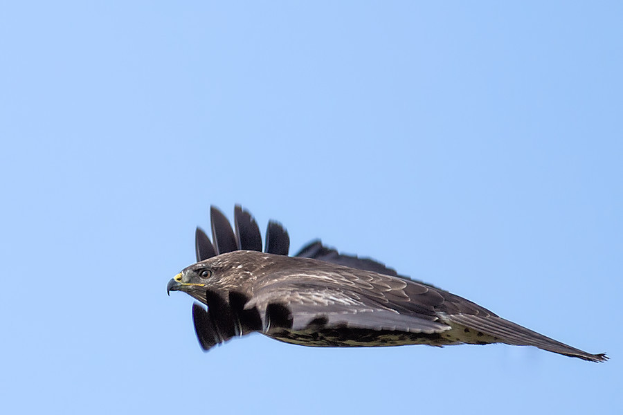 Bussard im Flug