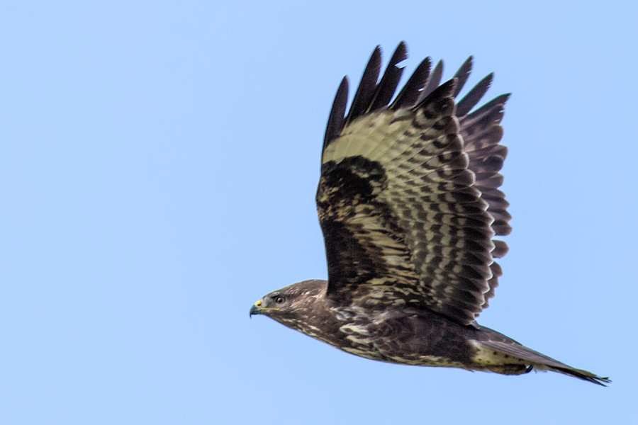 Bussard im Flug
