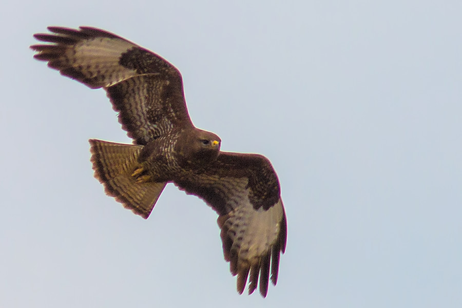 Bussard im Flug