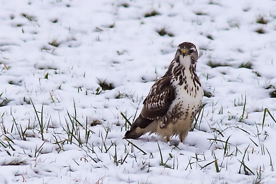 Bussard im Schnee