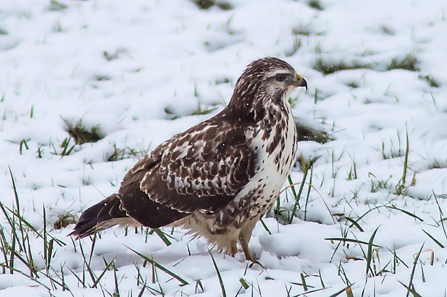 Bussard im Schnee