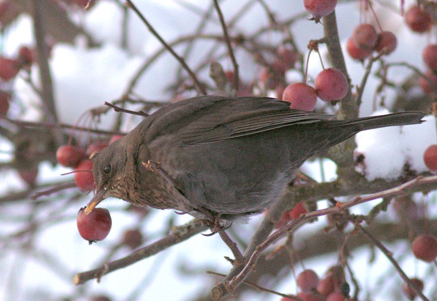 Amsel