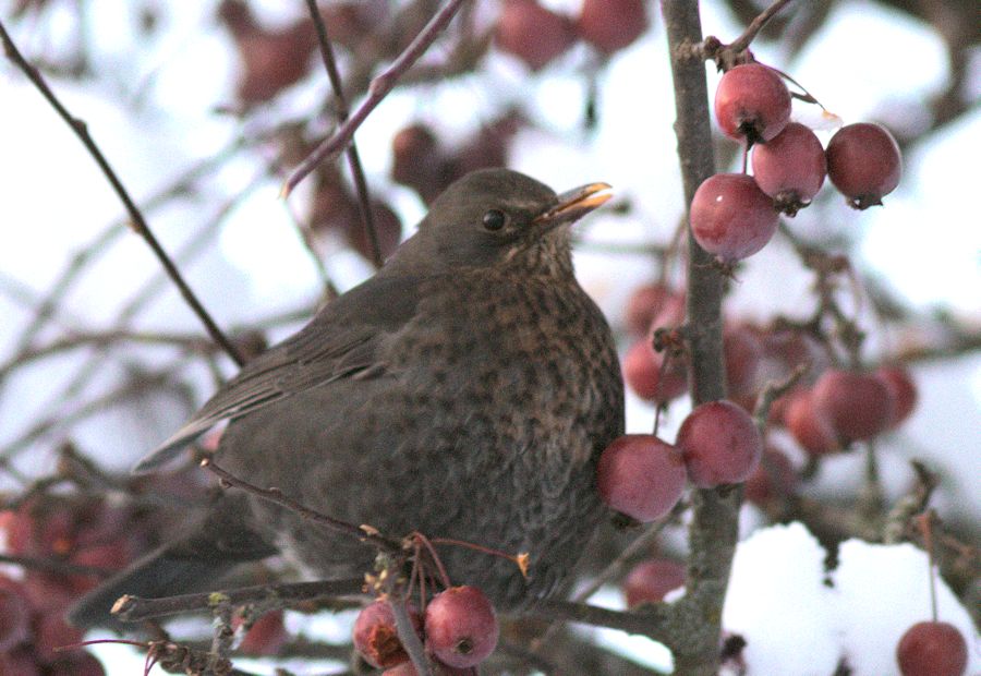 Amsel