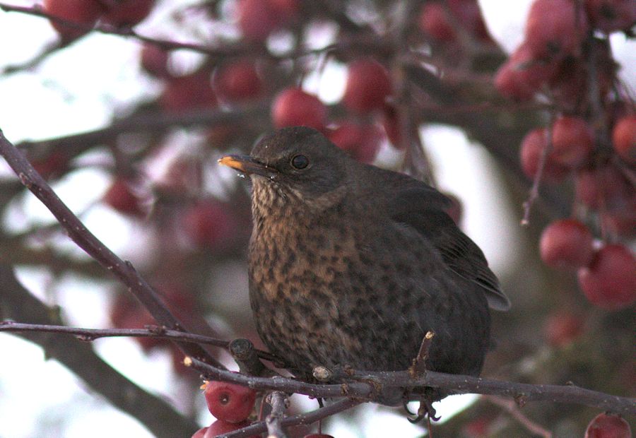 Amsel