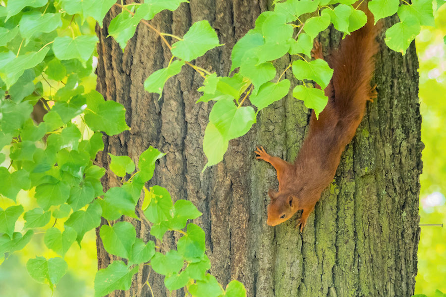 Eichhörnchen