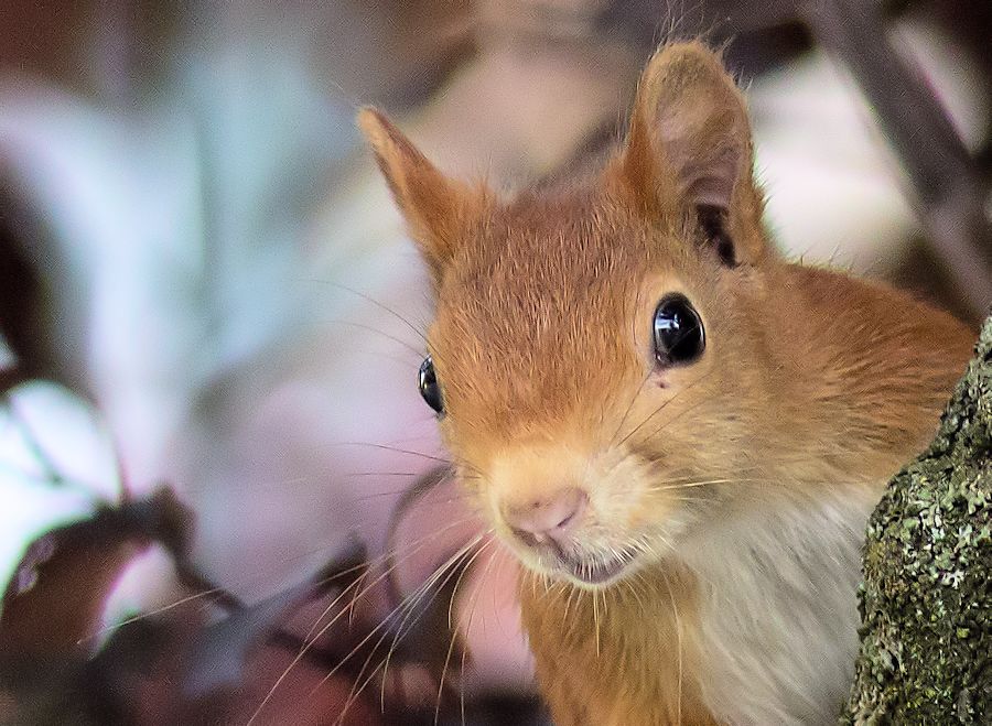 Eichhörnchen