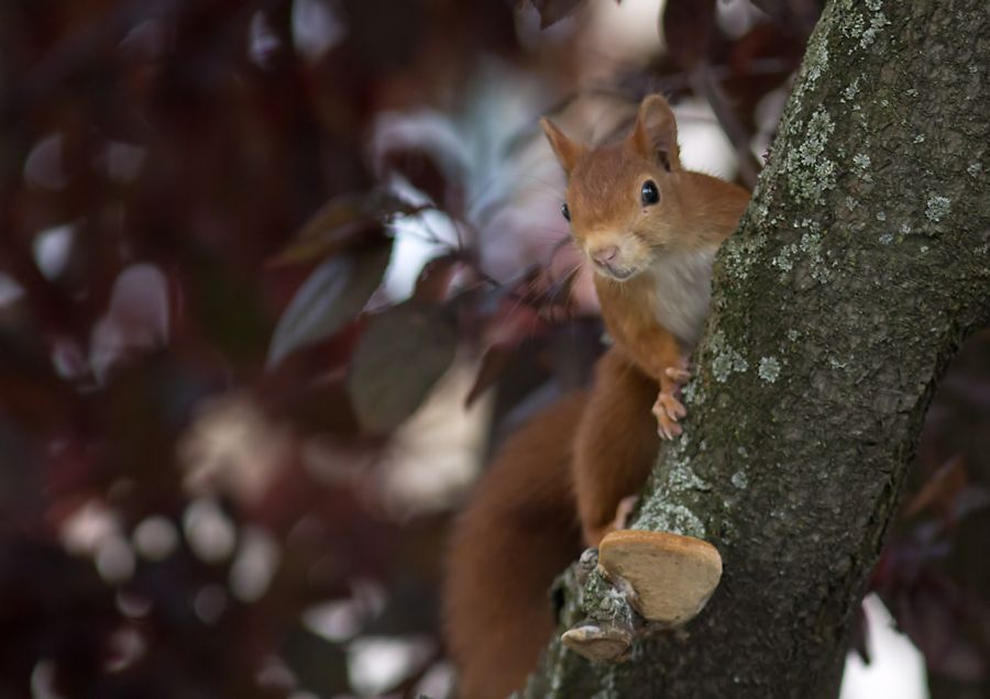 Eichhörnchen