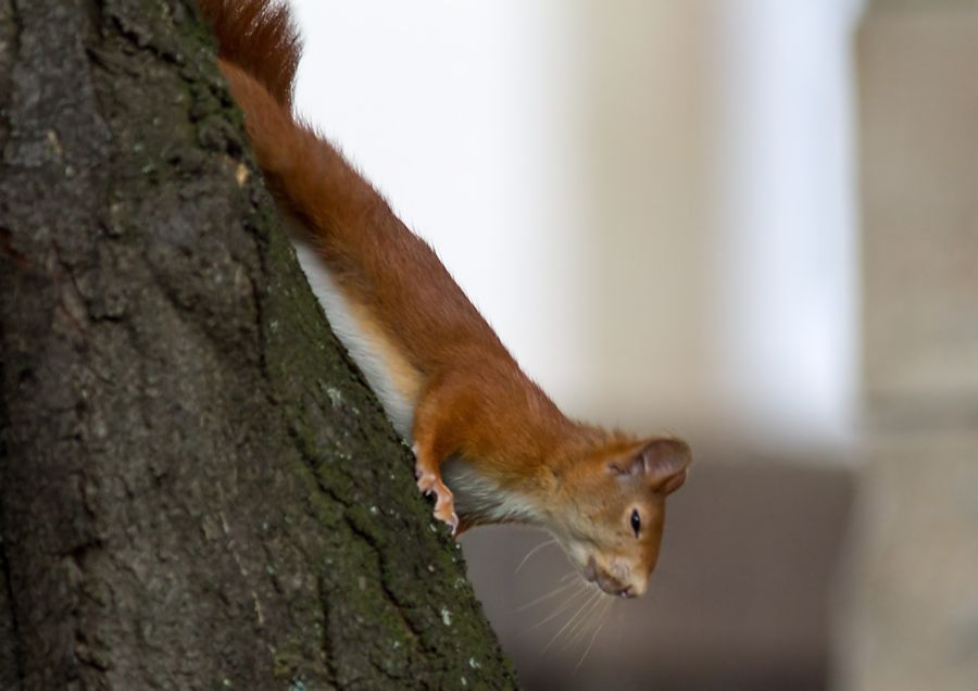 Eichhörnchen