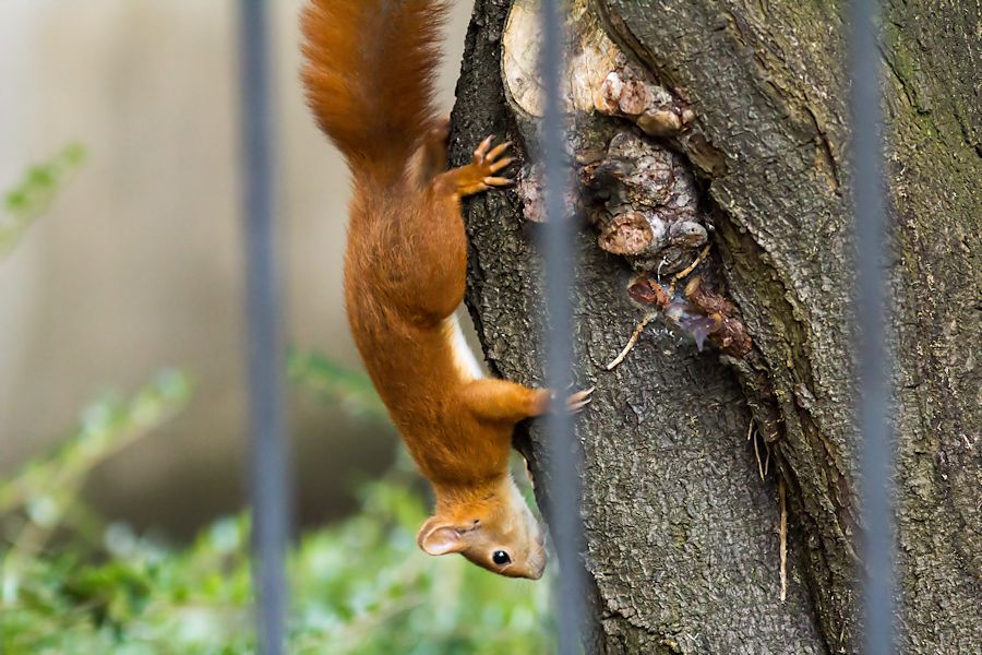 Eichhörnchen
