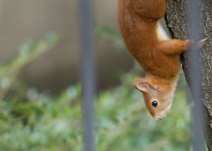 Eichhörnchen