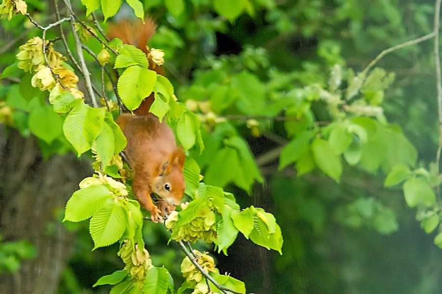 Eichhörnchen