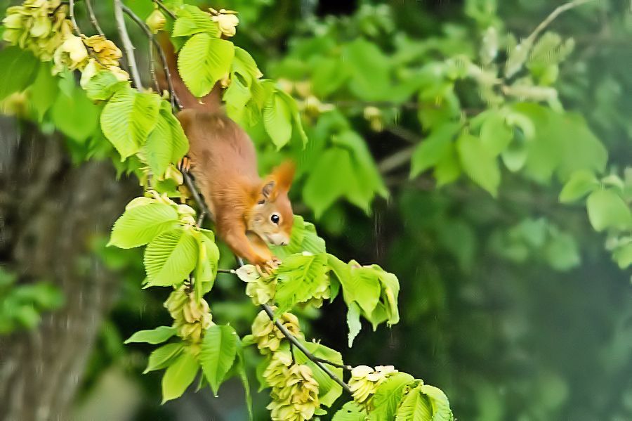 Eichhörnchen