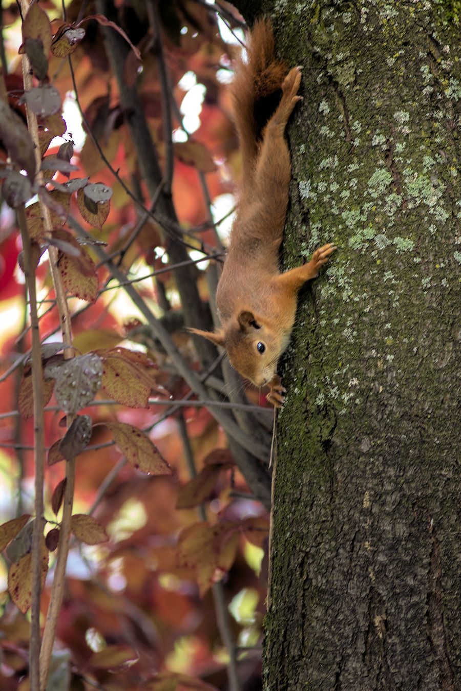 Eichhörnchen