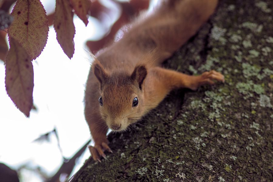 Eichhörnchen