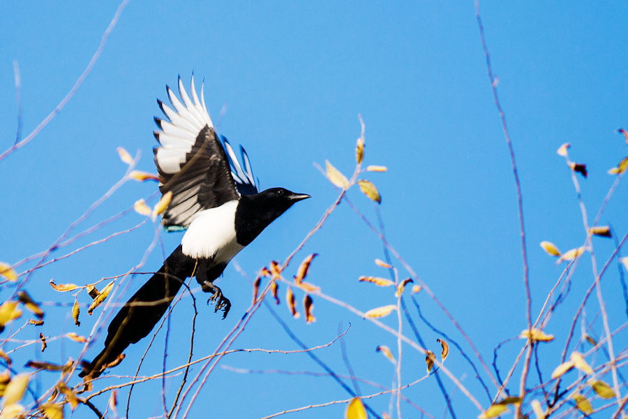 Elster beim Abflug