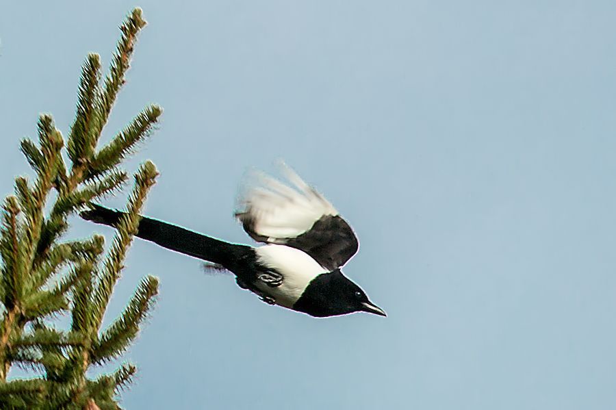 Elster im Flug