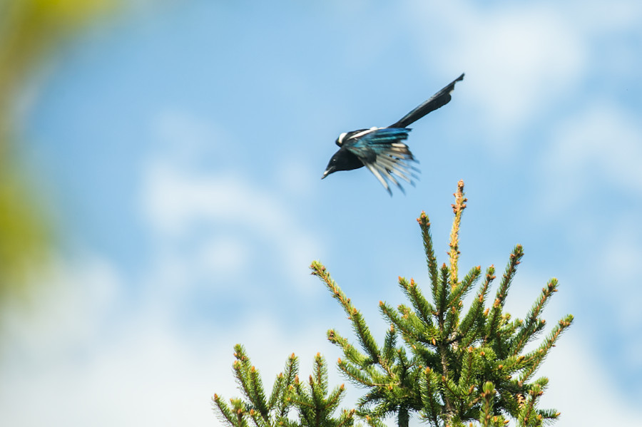 Elster im Flug