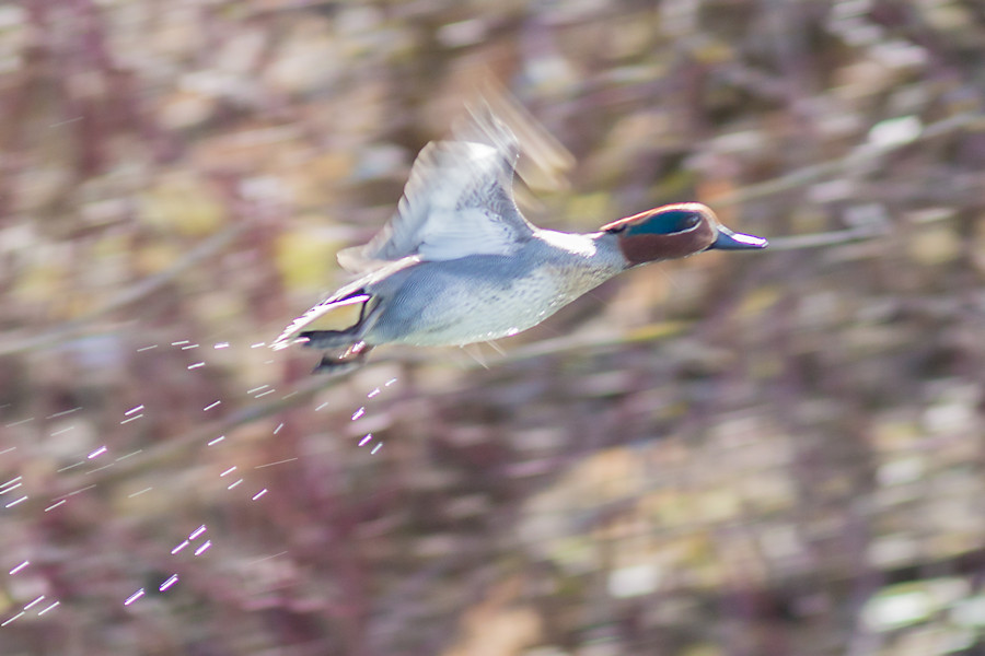 Krickente im Flug