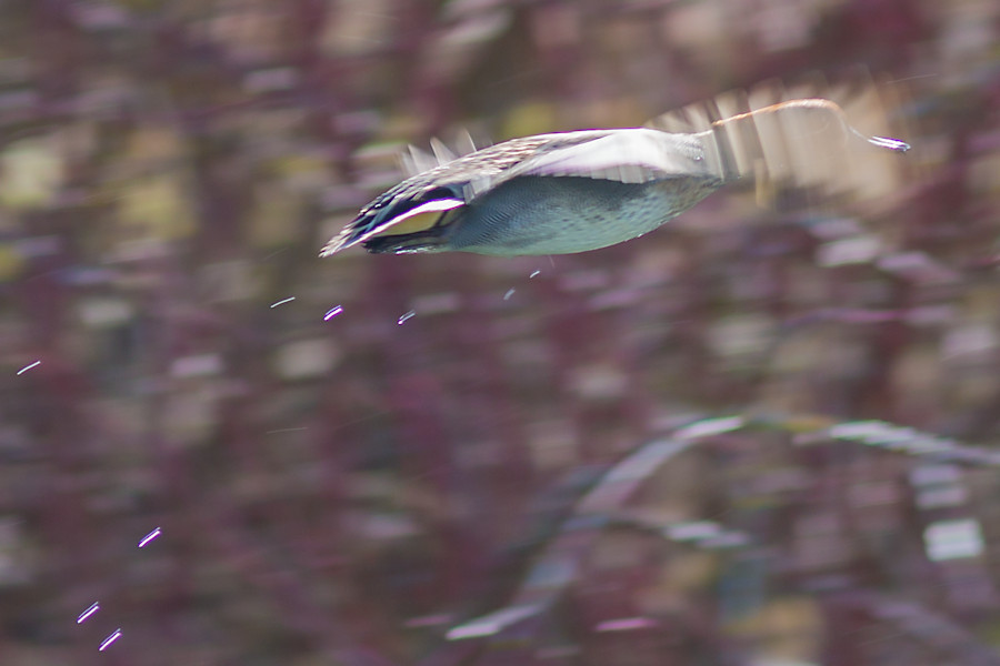 Krickente im Flug