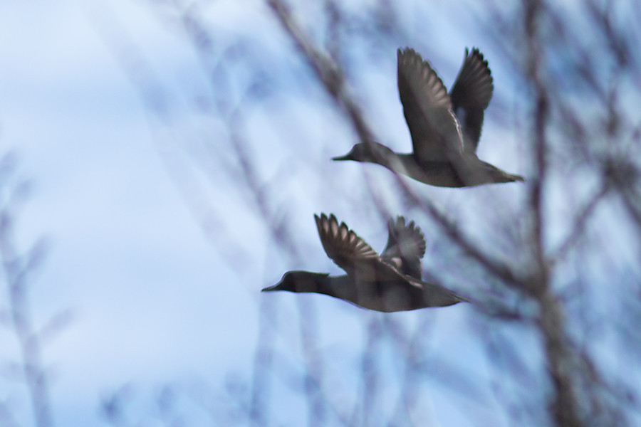 Stockentenpaar im Flug