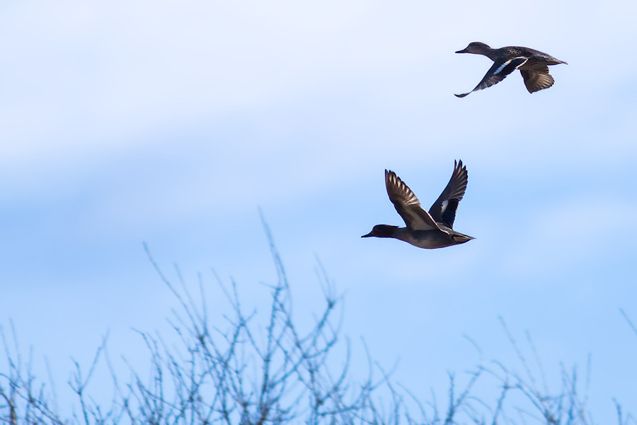 Stockentenpaar im Flug