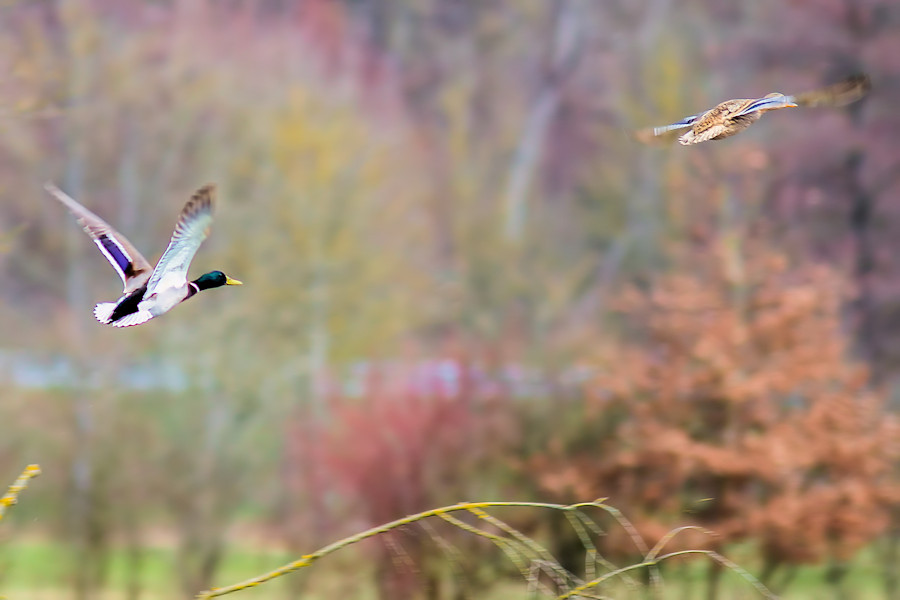 Stockentenpaar im Flug