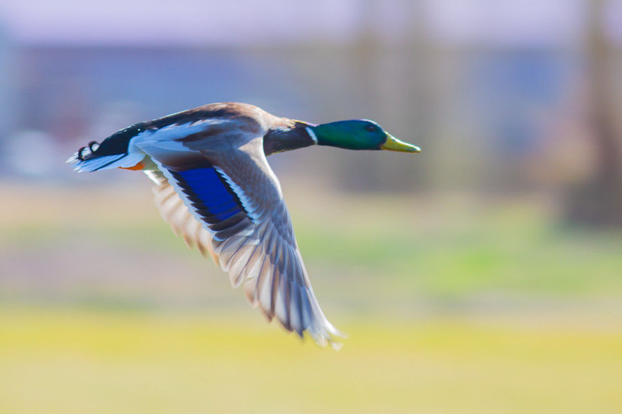 Stockente im Flug