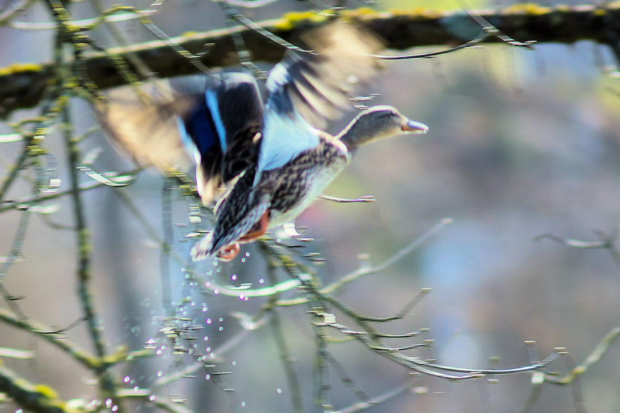 weibliche Stockente beim Abflug