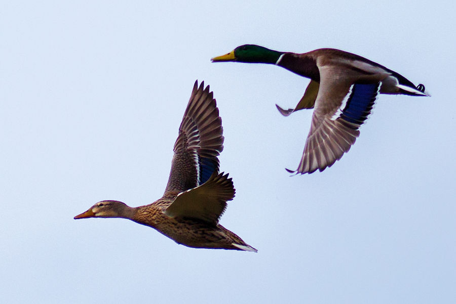 Stockenten im Flug