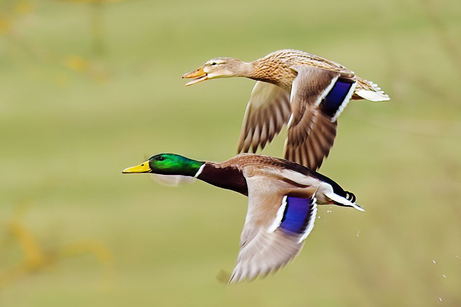 Stockentenpaar im Flug