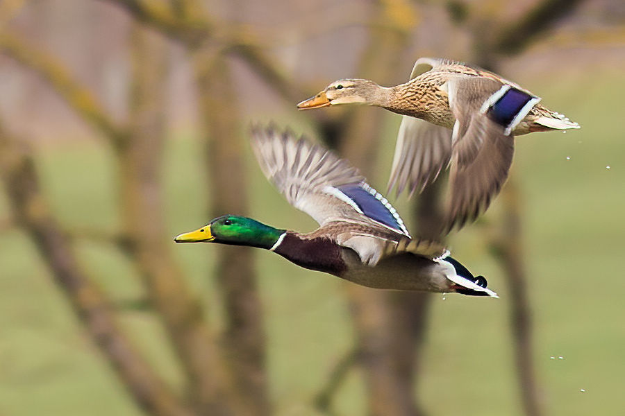 Stockentenpaar im Flug