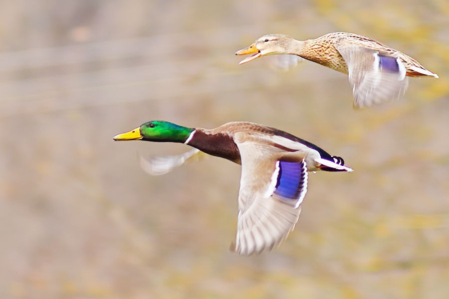 Stockentenpaar im Flug