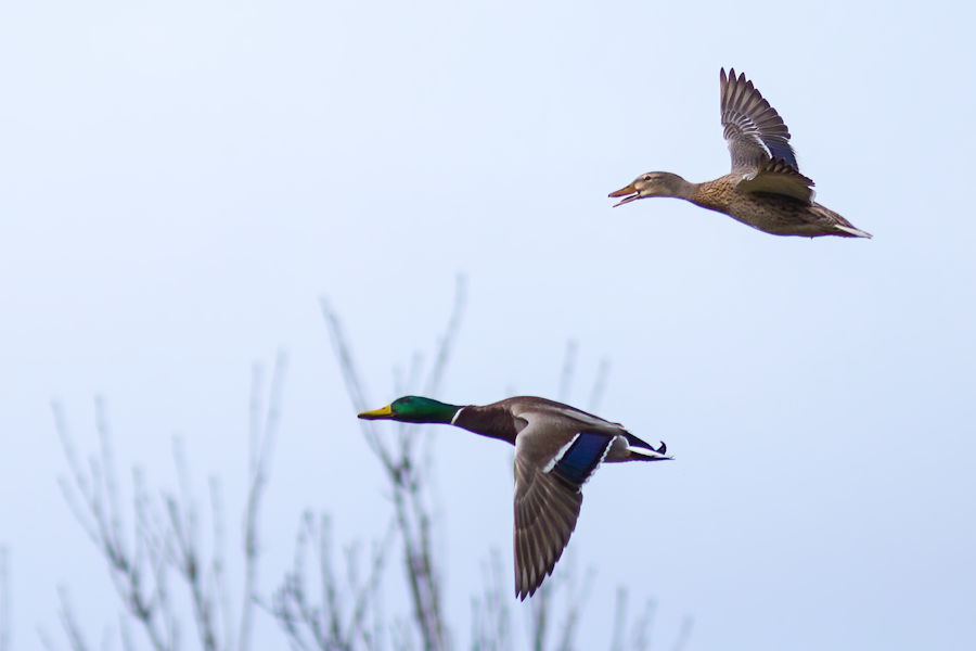 Stockentenpaar im Flug