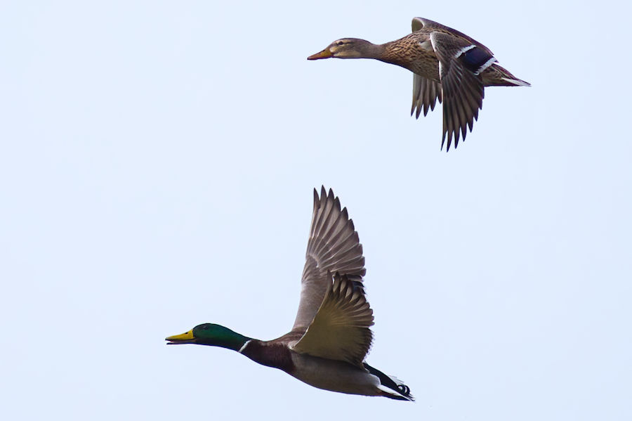 Stockentenpaar im Flug