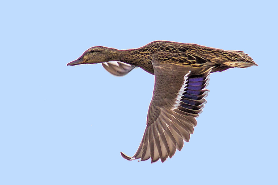 Ente