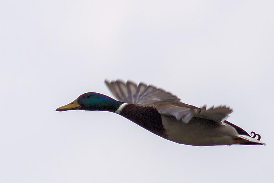 Ente
