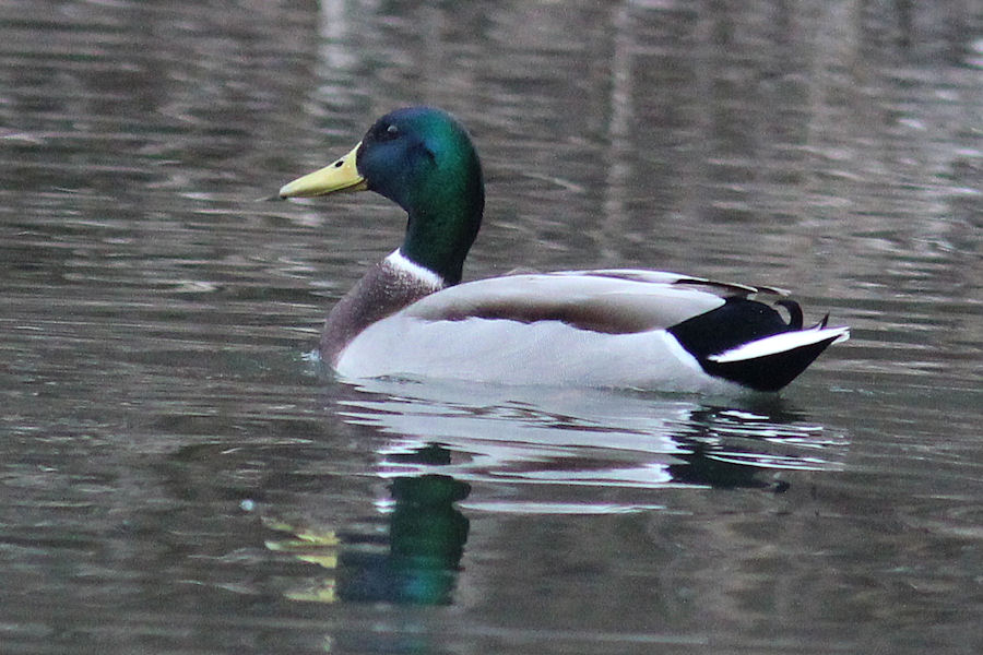 Ente
