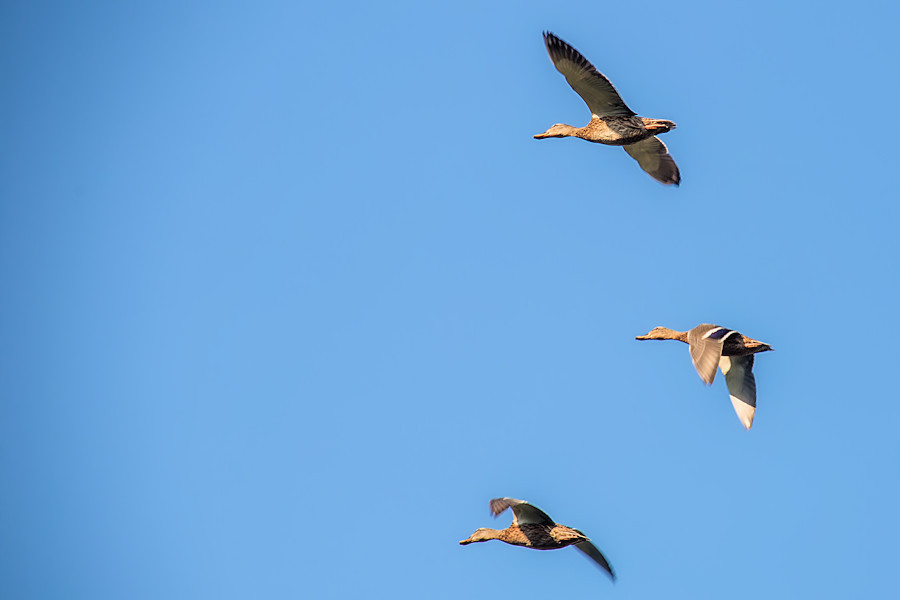 Enten im Flug