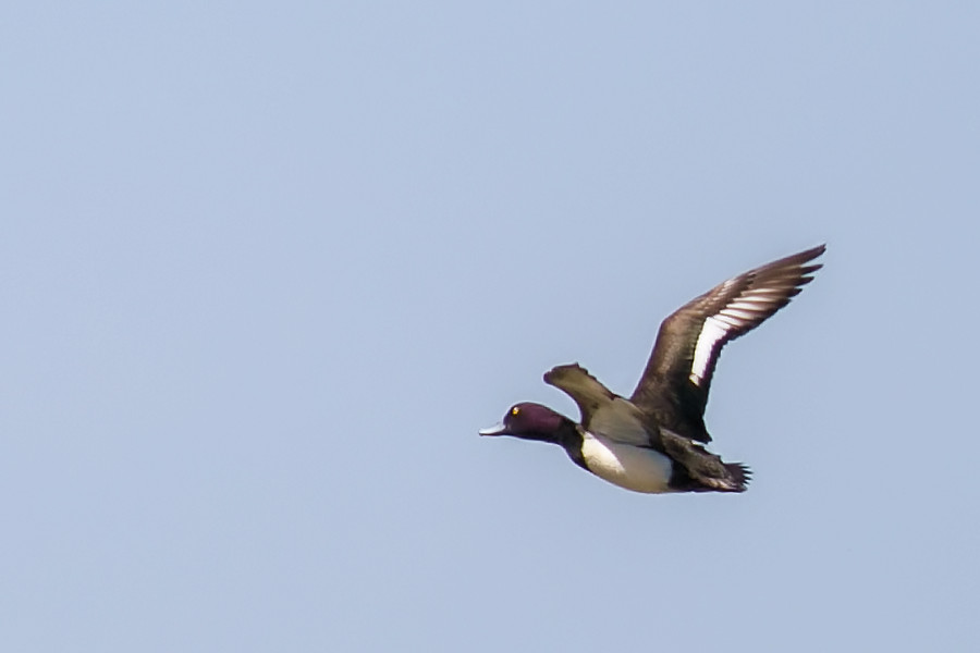 Reiherente im Flug