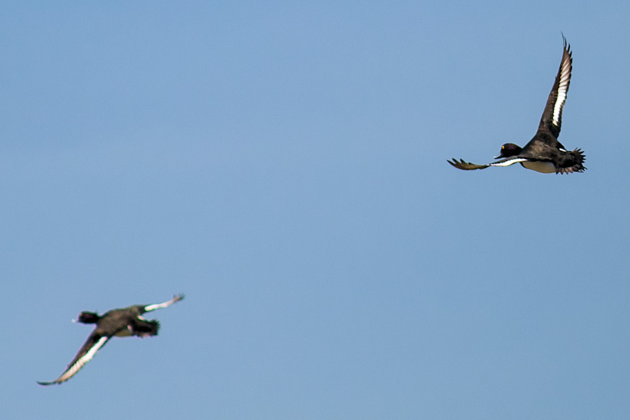 Reiherenten im Flug