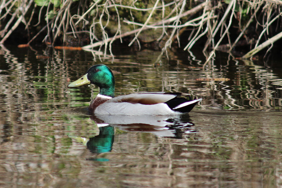 Stockente