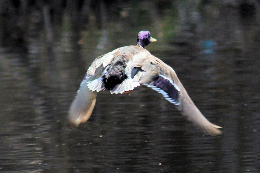 Stockente
