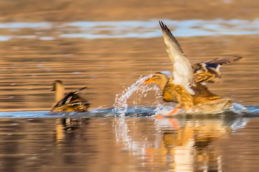 Stockente beim wassern