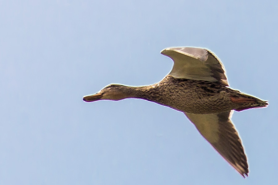 Stockente im Flug