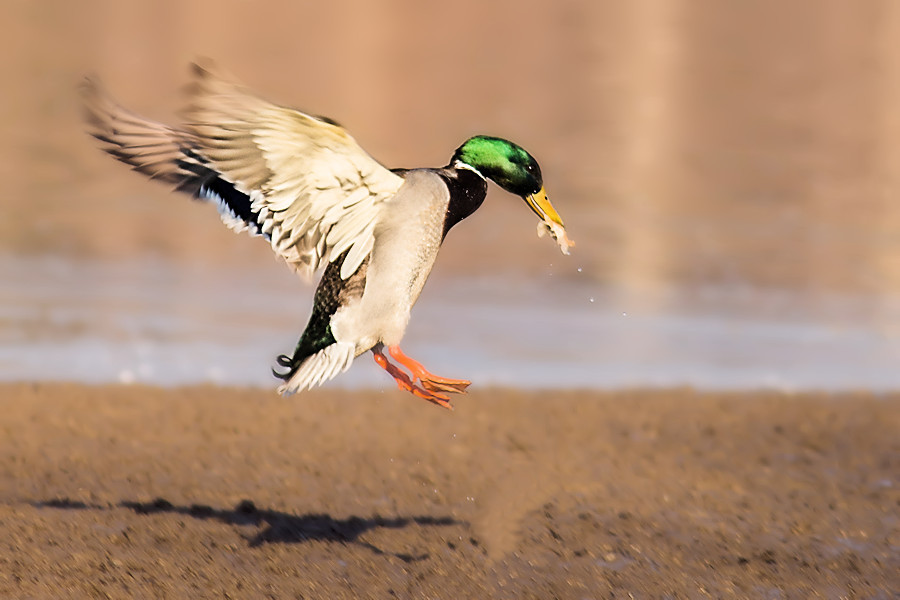 Stockente im Landeanflug